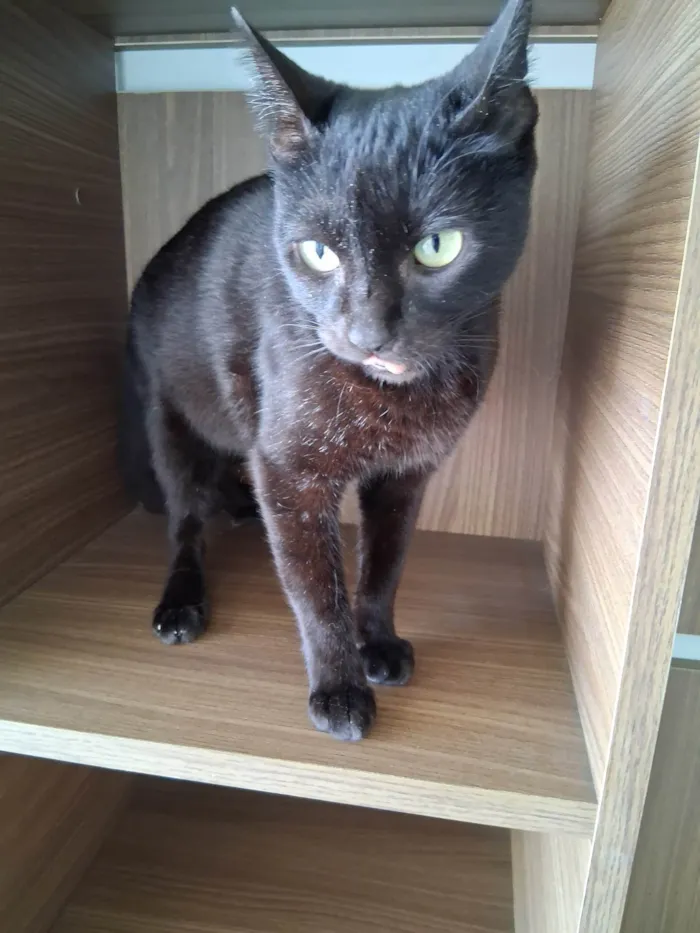 Gato ra a SRD-ViraLata idade 7 a 11 meses nome Preta