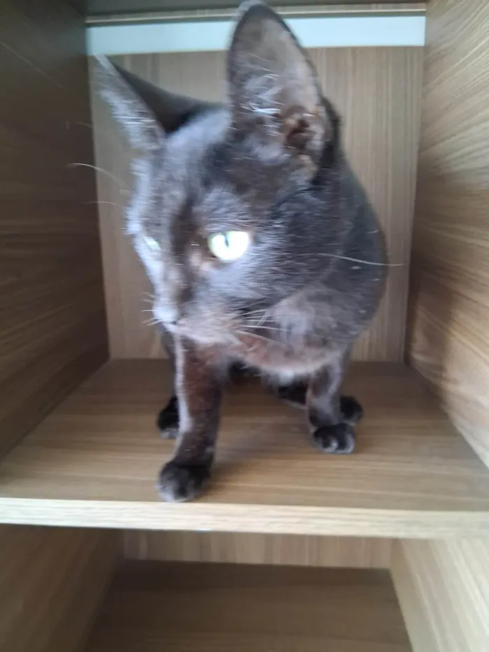 Gato ra a SRD-ViraLata idade 7 a 11 meses nome Preta