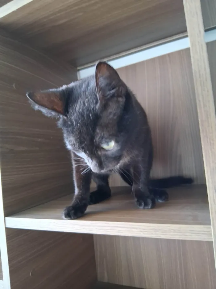 Gato ra a SRD-ViraLata idade 7 a 11 meses nome Preta