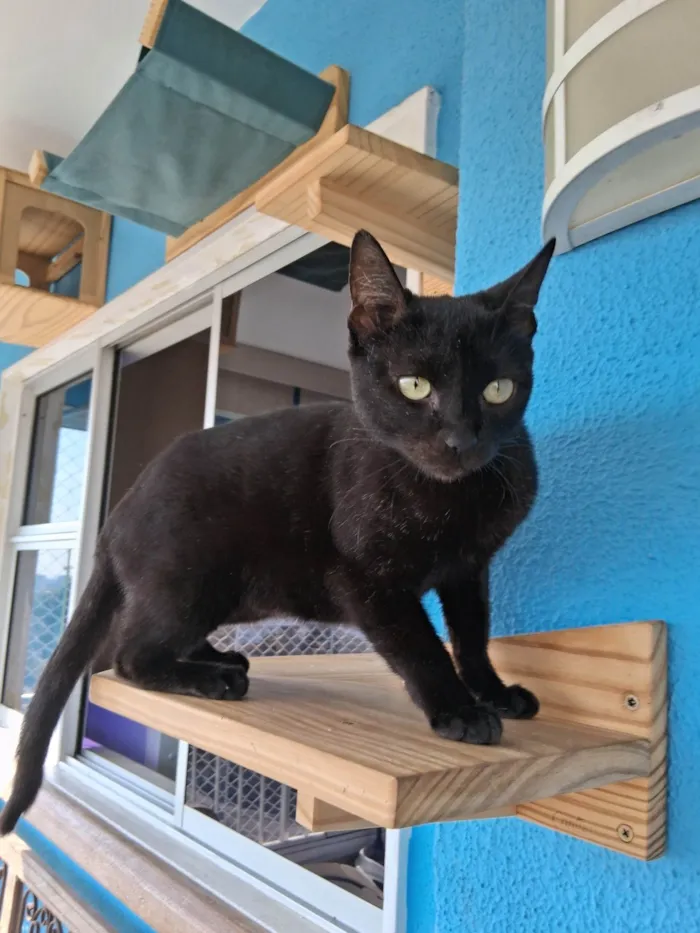 Gato ra a SRD-ViraLata idade 7 a 11 meses nome Preta