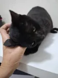 Preta