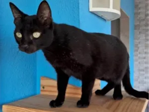 Gato raça SRD-ViraLata idade 7 a 11 meses nome Preta