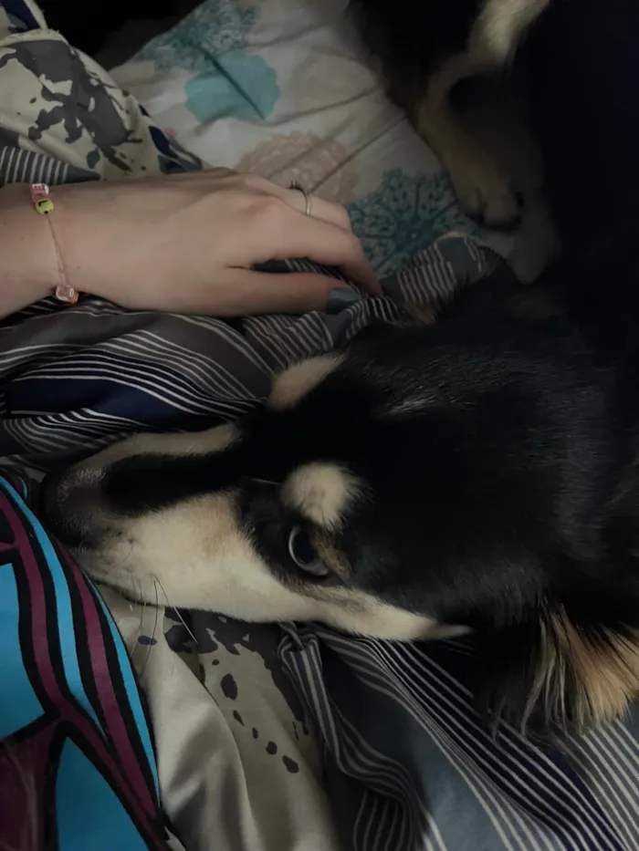Cachorro ra a SRD-ViraLata idade 7 a 11 meses nome Koda