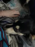 Koda