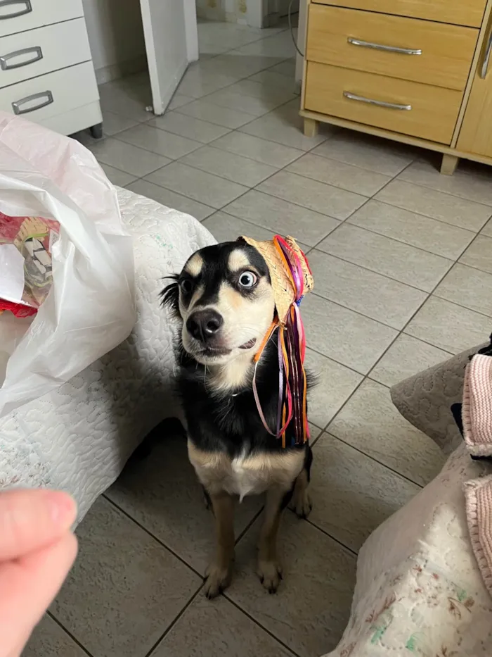 Cachorro ra a SRD-ViraLata idade 7 a 11 meses nome Koda