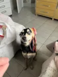 Koda