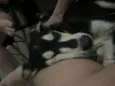 Koda