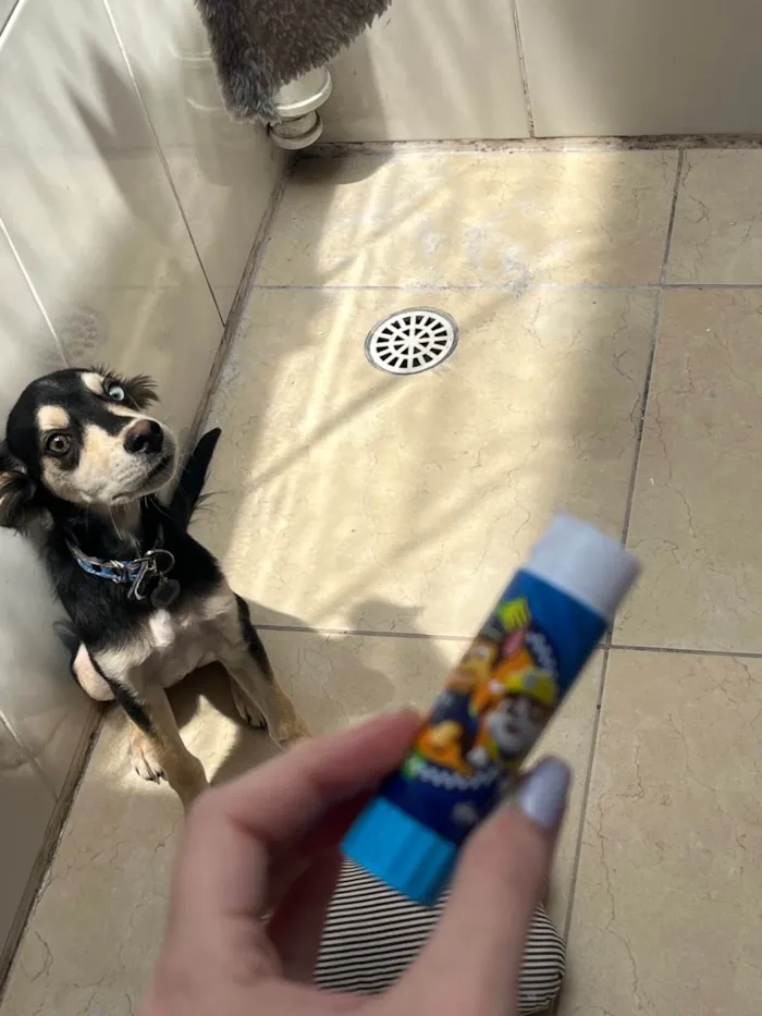 Cachorro ra a SRD-ViraLata idade 7 a 11 meses nome Koda