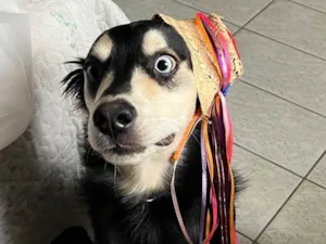 Cachorro raça SRD-ViraLata idade 7 a 11 meses nome Koda