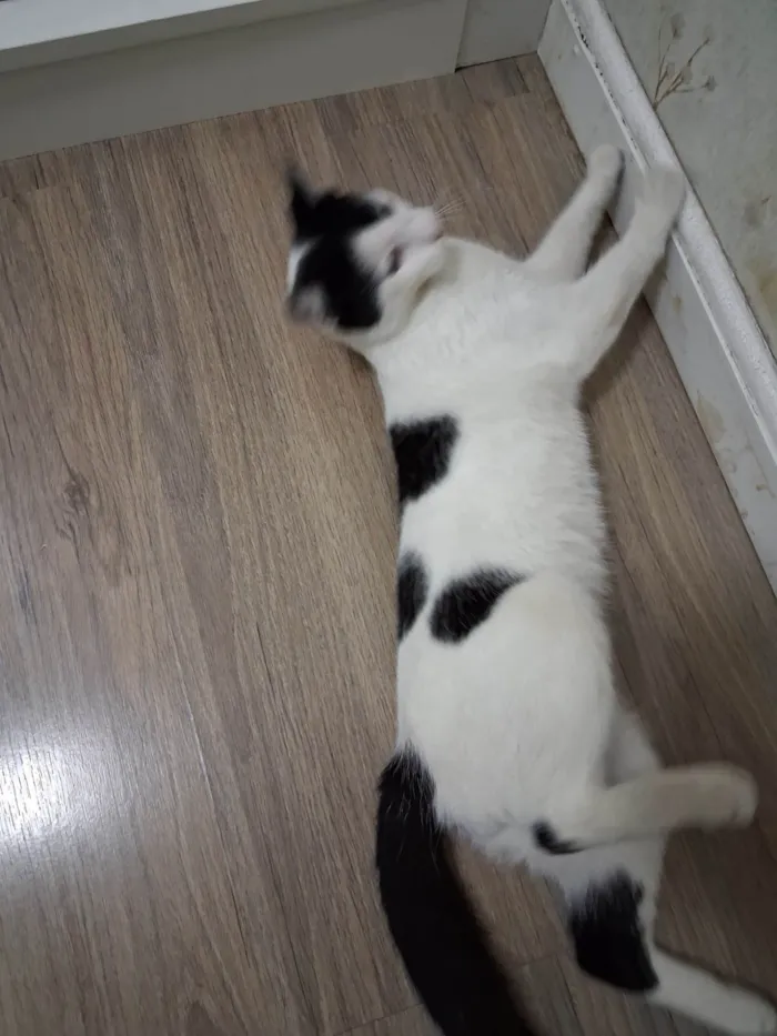 Gato ra a SRD-ViraLata idade 7 a 11 meses nome Mork
