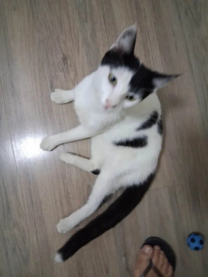 Gato ra a SRD-ViraLata idade 7 a 11 meses nome Mork