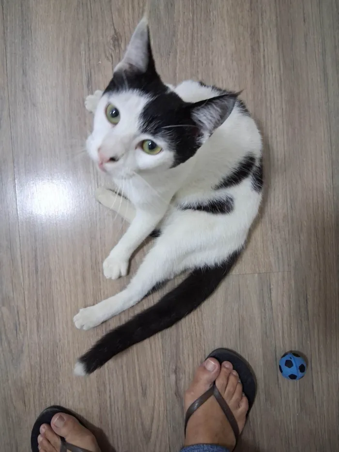 Gato ra a SRD-ViraLata idade 7 a 11 meses nome Mork