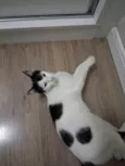 Mork