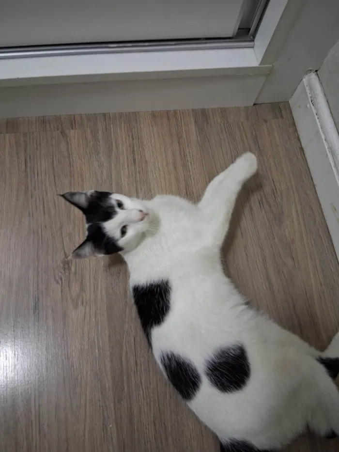 Gato ra a SRD-ViraLata idade 7 a 11 meses nome Mork