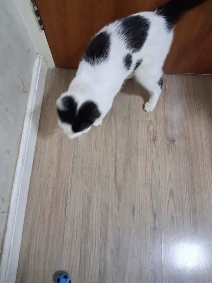 Gato ra a SRD-ViraLata idade 7 a 11 meses nome Mork