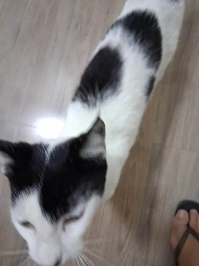 Gato ra a SRD-ViraLata idade 7 a 11 meses nome Mork