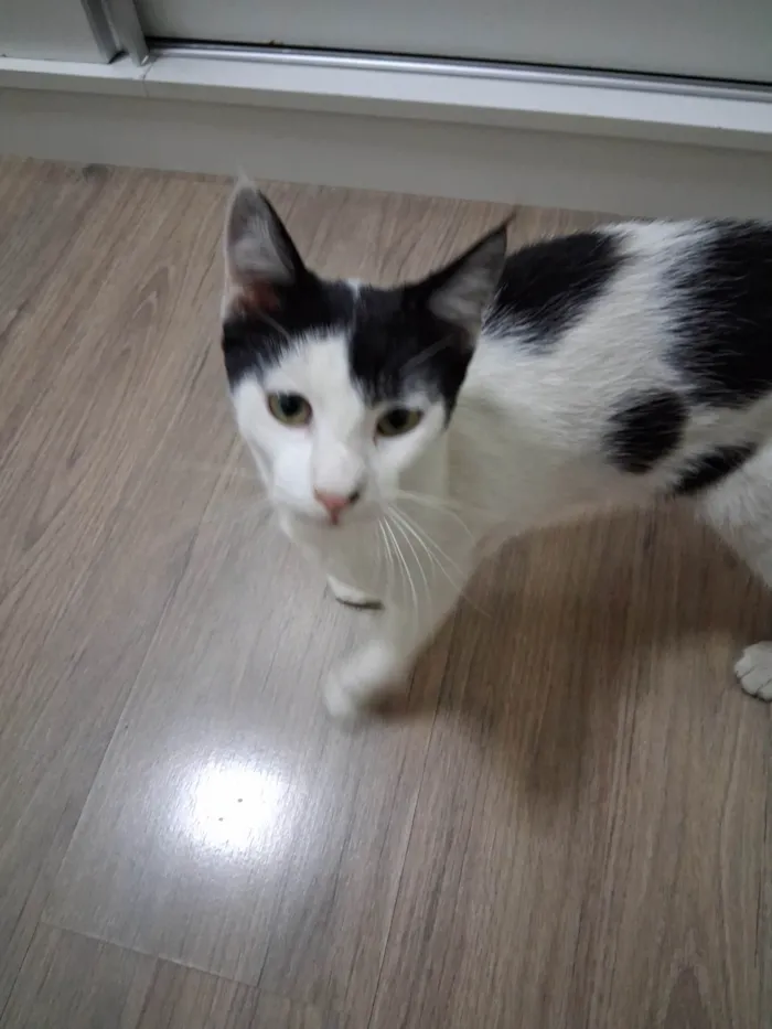 Gato ra a SRD-ViraLata idade 7 a 11 meses nome Mork