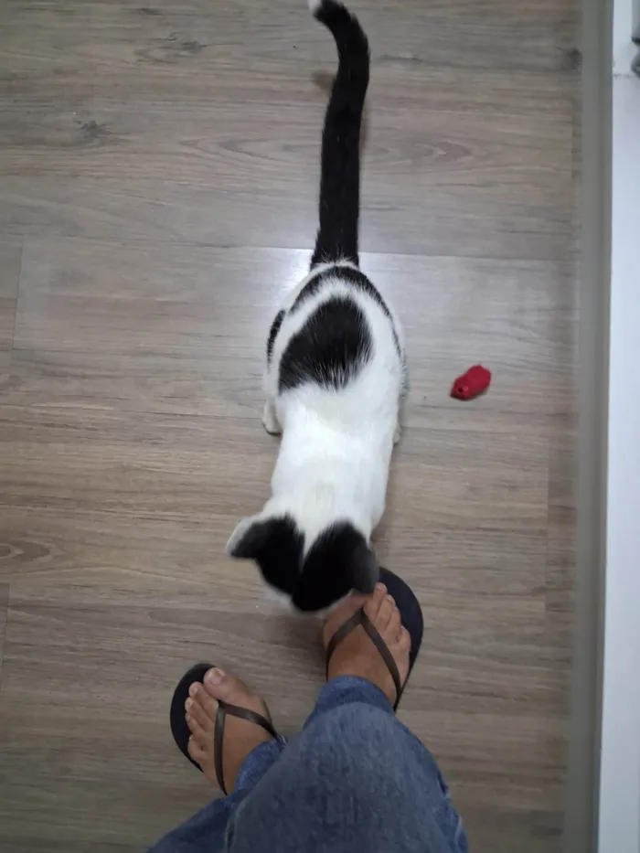 Gato ra a SRD-ViraLata idade 7 a 11 meses nome Mork
