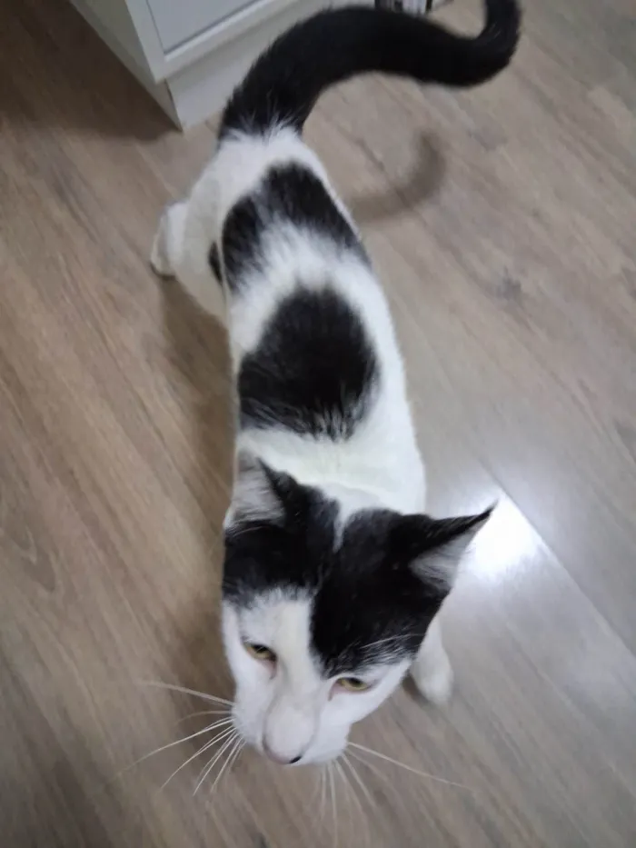 Gato ra a SRD-ViraLata idade 7 a 11 meses nome Mork