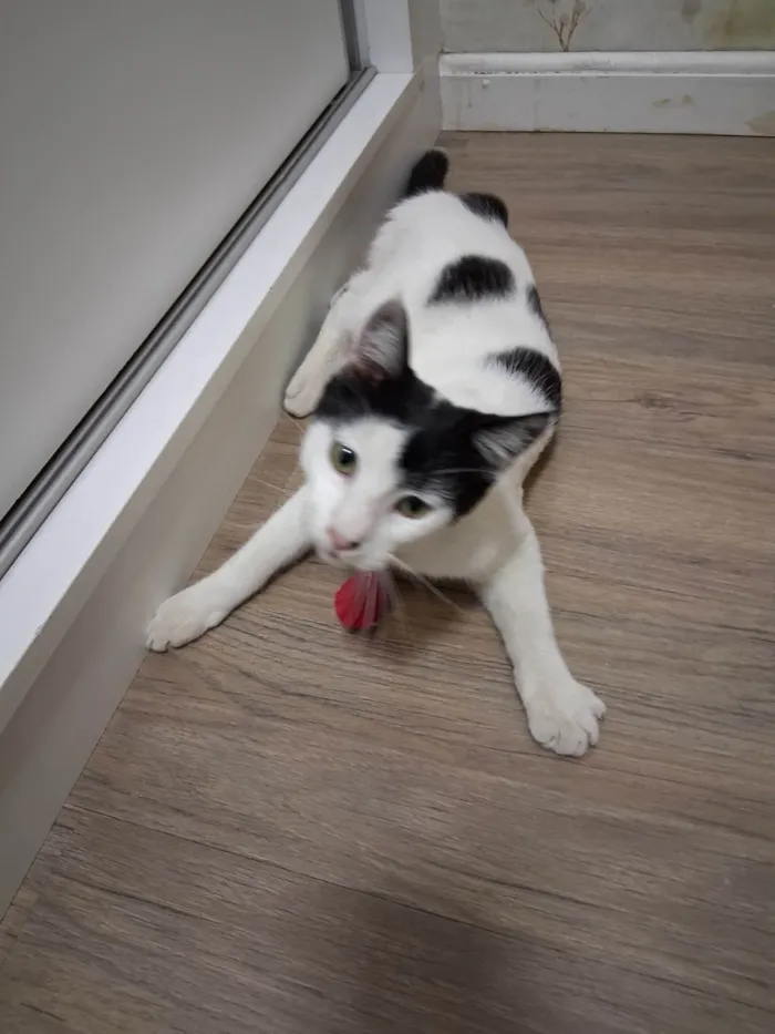 Gato ra a SRD-ViraLata idade 7 a 11 meses nome Mork