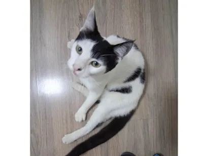 Gato raça SRD-ViraLata idade 7 a 11 meses nome Mork