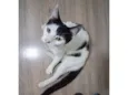 Mork