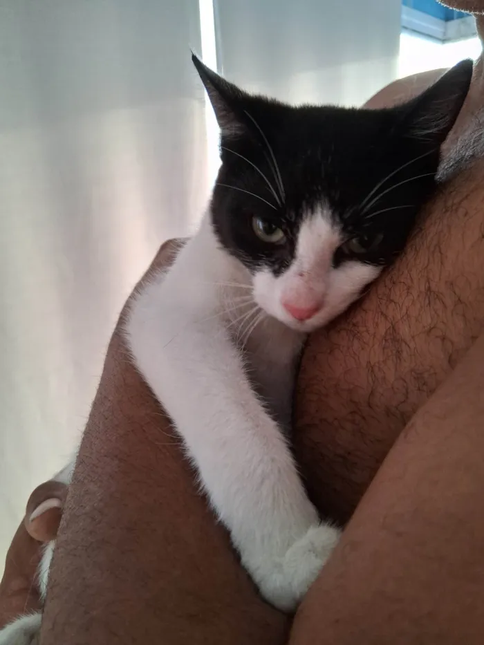 Gato ra a SRD-ViraLata idade 7 a 11 meses nome Vitória 