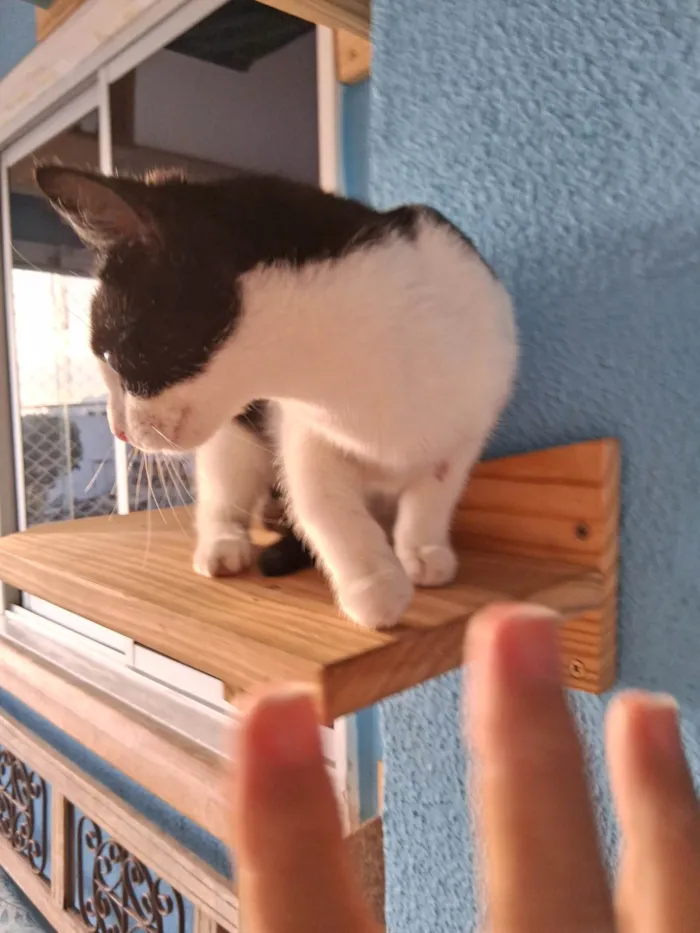 Gato ra a SRD-ViraLata idade 7 a 11 meses nome Vitória 