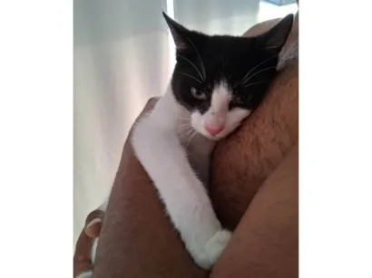 Gato raça SRD-ViraLata idade 7 a 11 meses nome Vitória 