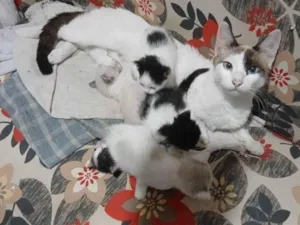 Gato raça SRD-ViraLata idade Abaixo de 2 meses nome Filhotes da Sol
