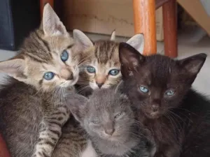 Gato raça SRD-ViraLata idade Abaixo de 2 meses nome Filhotes