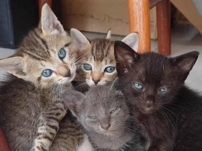 Gato ra a SRD-ViraLata idade Abaixo de 2 meses nome Filhotes