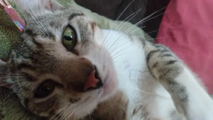 Gato ra a SRD-ViraLata idade 1 ano nome Theo