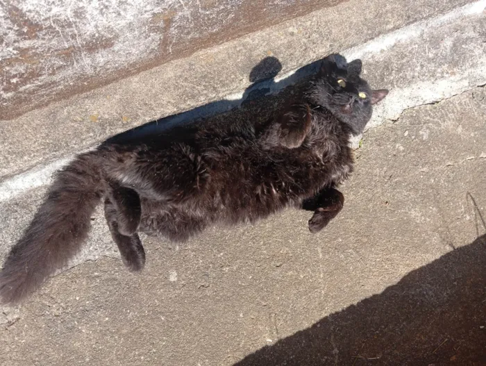 Gato ra a SRD-ViraLata idade 1 ano nome Banguela 