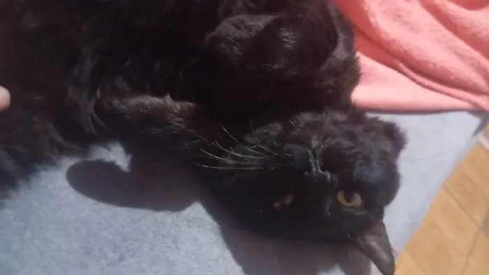 Gato ra a SRD-ViraLata idade 1 ano nome Banguela 