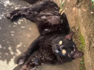 Gato raça SRD-ViraLata idade 1 ano nome Banguela 