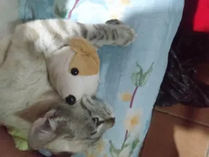 Gato raça SRD-ViraLata idade 1 ano nome Nevoa