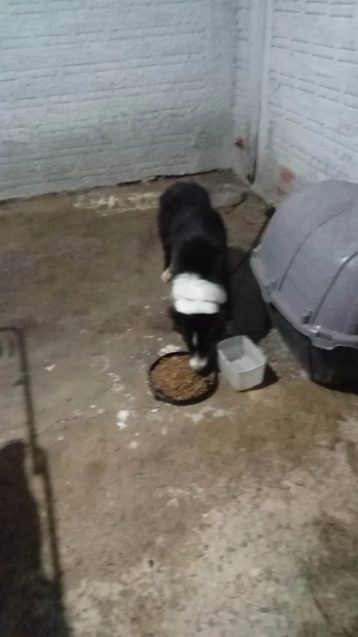 Cachorro ra a SRD-ViraLata idade 7 a 11 meses nome Mercedita