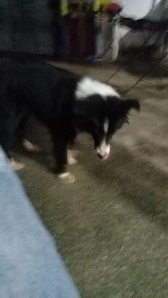Cachorro ra a SRD-ViraLata idade 7 a 11 meses nome Mercedita