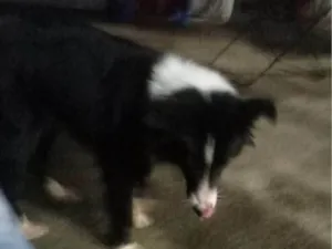 Cachorro raça SRD-ViraLata idade 7 a 11 meses nome Mercedita