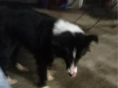 Cachorro raça SRD-ViraLata idade 7 a 11 meses nome Mercedita