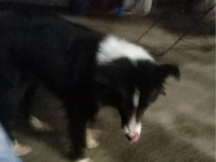 Cachorro ra a SRD-ViraLata idade 7 a 11 meses nome Mercedita
