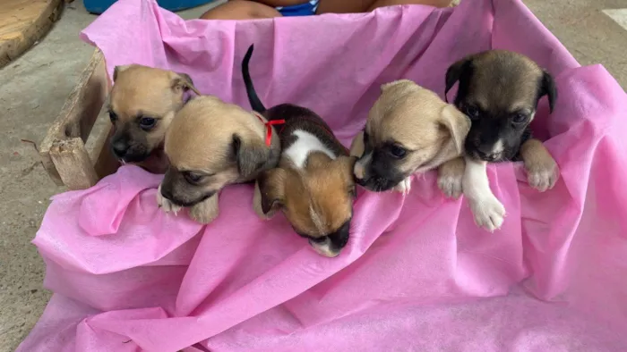 Cachorro ra a SRD-ViraLata idade 2 a 6 meses nome Iuri e Iuriane