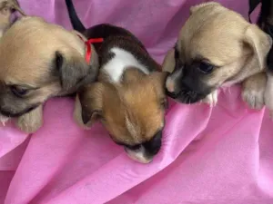 Cachorro raça SRD-ViraLata idade 2 a 6 meses nome Iuri e Iuriane