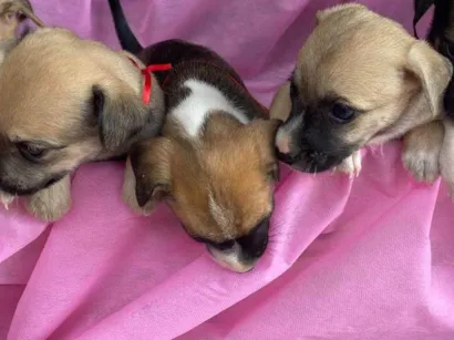 Cachorro raça SRD-ViraLata idade 2 a 6 meses nome Iuri e Iuriane