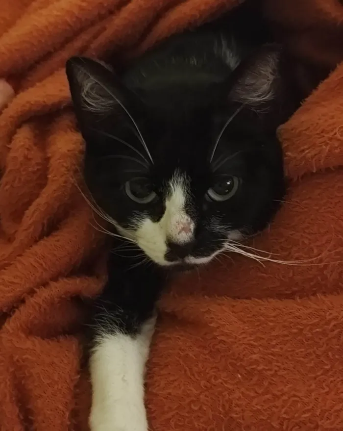Cachorro ra a SRD-ViraLata idade 1 ano nome Olivia
