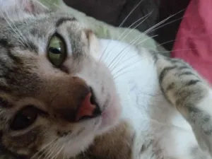 Gato raça SRD-ViraLata idade 1 ano nome Theo