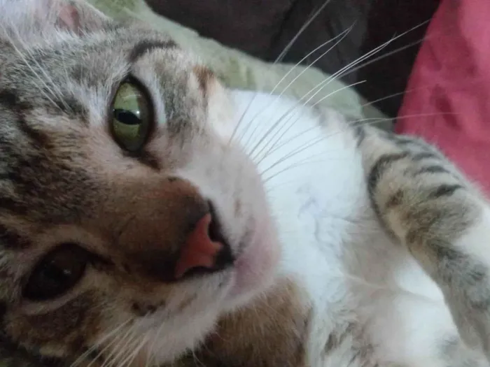 Gato ra a SRD-ViraLata idade 1 ano nome Theo