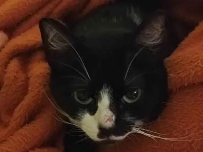 Cachorro raça SRD-ViraLata idade 1 ano nome Olivia