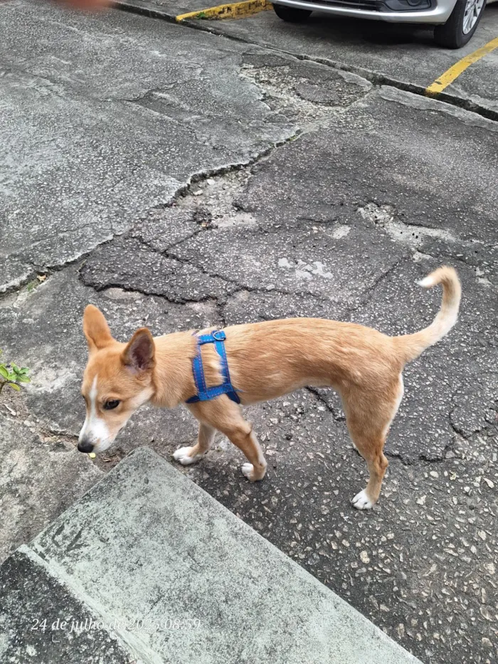 Cachorro ra a SRD-ViraLata idade 7 a 11 meses nome Snoop